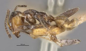 Media type: image;   Entomology 21357 Aspect: habitus lateral view